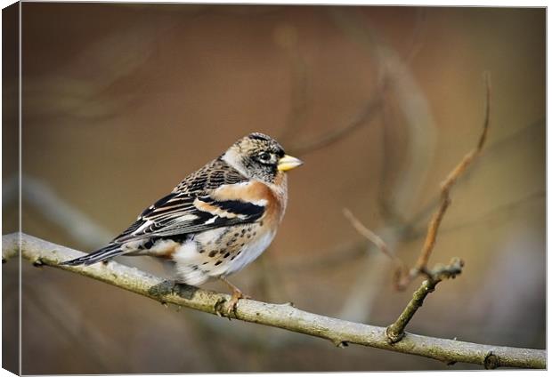 BRAMBLING Canvas Print by Anthony R Dudley (LRPS)