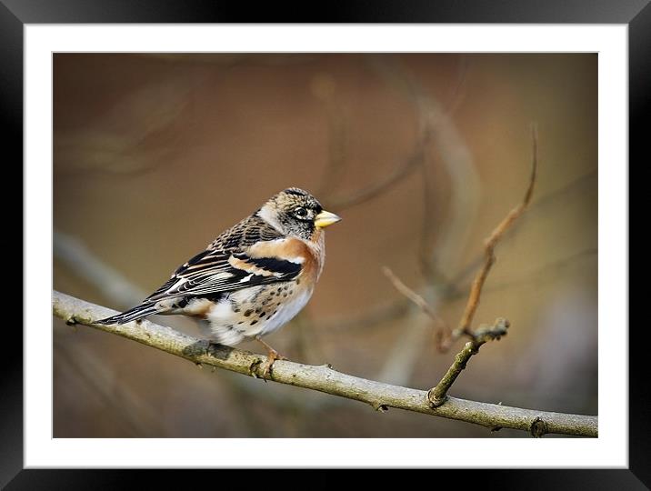 BRAMBLING Framed Mounted Print by Anthony R Dudley (LRPS)