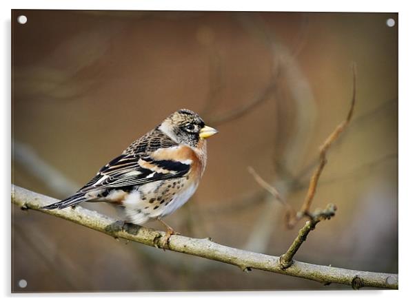 BRAMBLING Acrylic by Anthony R Dudley (LRPS)