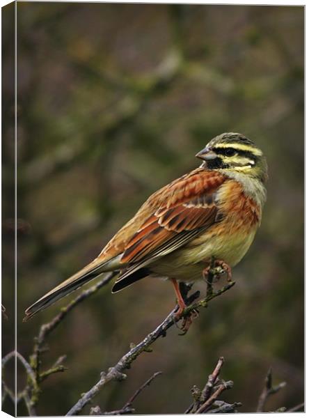 CIRL BUNTING Canvas Print by Anthony R Dudley (LRPS)
