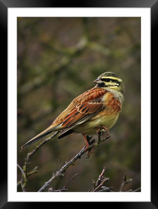 CIRL BUNTING Framed Mounted Print by Anthony R Dudley (LRPS)