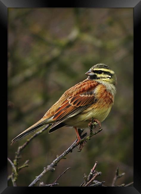 CIRL BUNTING Framed Print by Anthony R Dudley (LRPS)