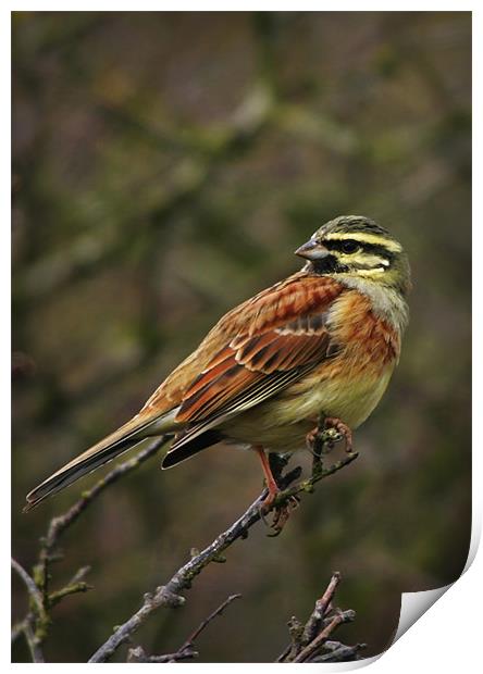 CIRL BUNTING Print by Anthony R Dudley (LRPS)