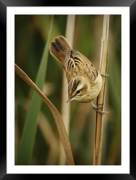 SEDGE WARBLER Framed Mounted Print by Anthony R Dudley (LRPS)