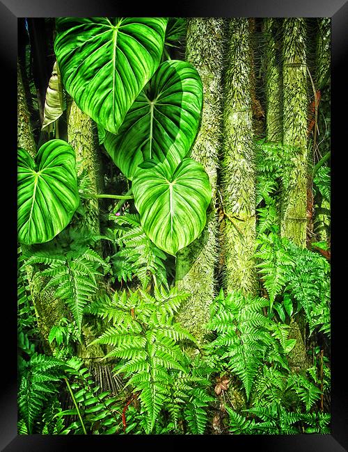 Jungle Framed Print by Mary Lane