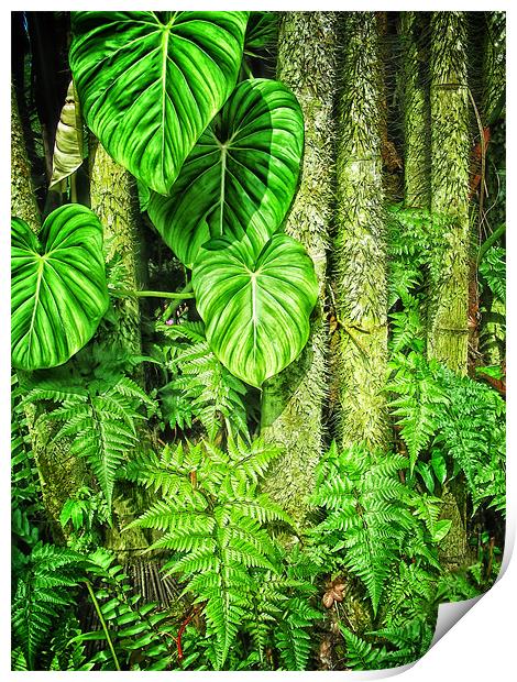Jungle Print by Mary Lane