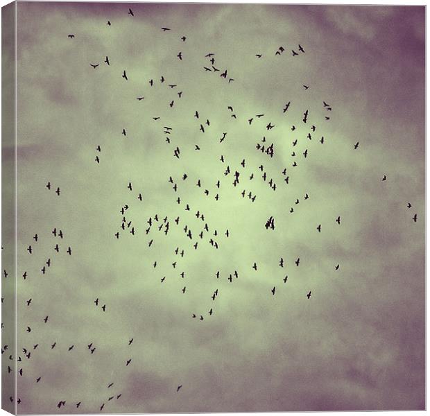 A Clattering of Jackdaws Canvas Print by Jon Short