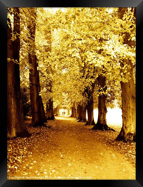 Autumn Stroll Framed Print by Sarah George