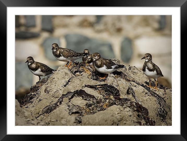 TURNSTONE Framed Mounted Print by Anthony R Dudley (LRPS)