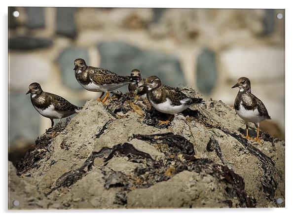TURNSTONE Acrylic by Anthony R Dudley (LRPS)
