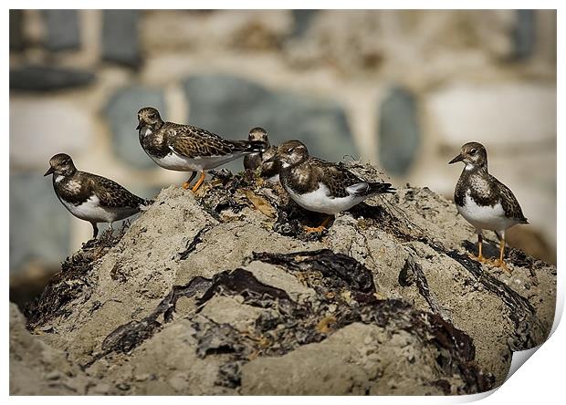 TURNSTONE Print by Anthony R Dudley (LRPS)