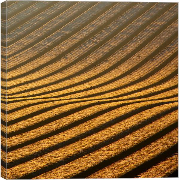 Field of Gold Canvas Print by Tracey Whitefoot