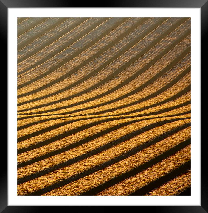 Field of Gold Framed Mounted Print by Tracey Whitefoot
