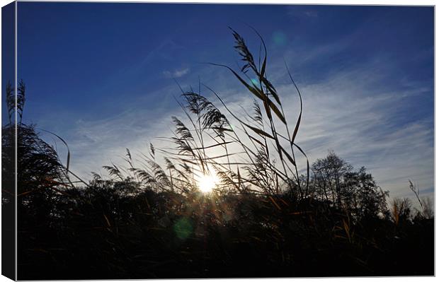 Reeds in the Winter Sun Canvas Print by Elliott Corke
