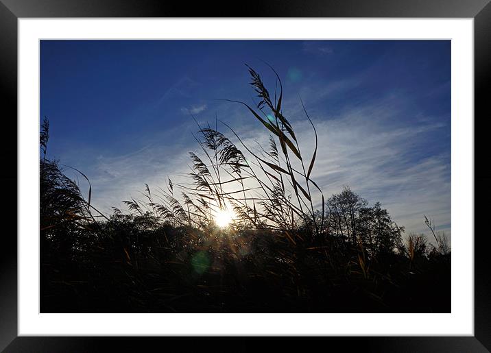 Reeds in the Winter Sun Framed Mounted Print by Elliott Corke