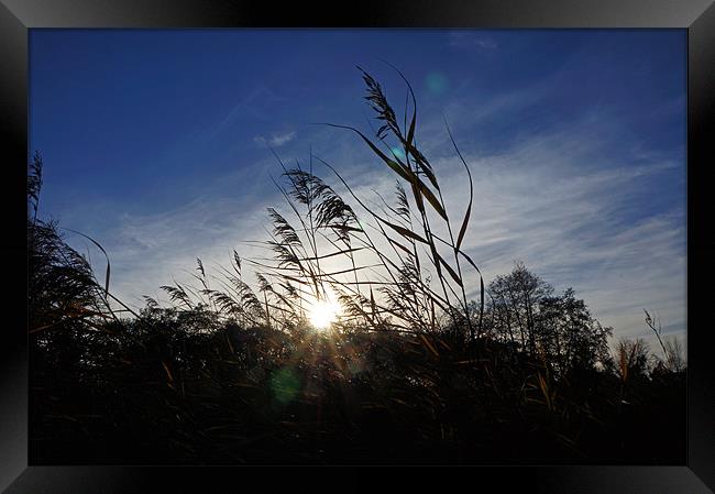 Reeds in the Winter Sun Framed Print by Elliott Corke