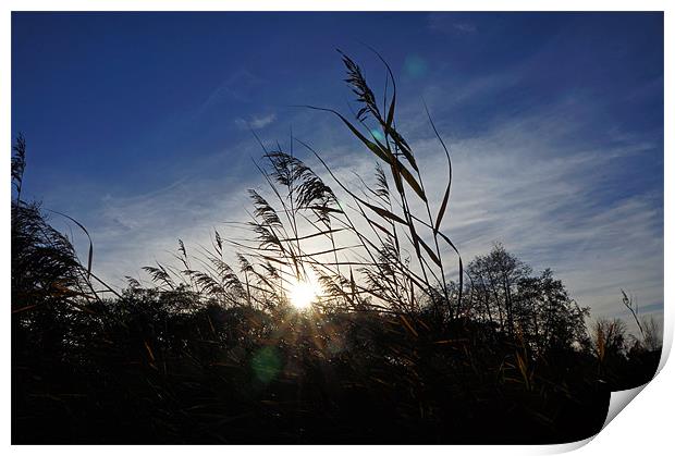 Reeds in the Winter Sun Print by Elliott Corke