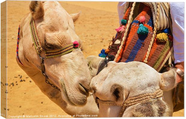 Camels in love Canvas Print by Malcolm Snook
