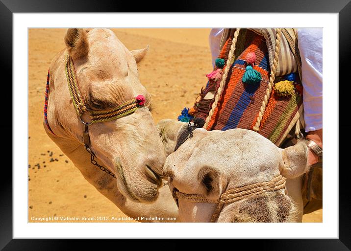 Camels in love Framed Mounted Print by Malcolm Snook