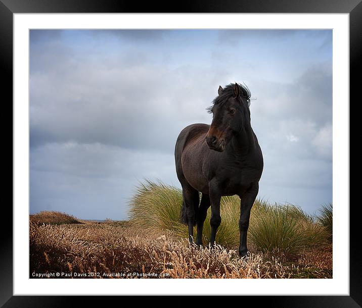 The Horse Framed Mounted Print by Paul Davis