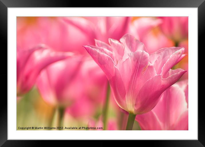 Pink Tulips Framed Mounted Print by Martin Williams