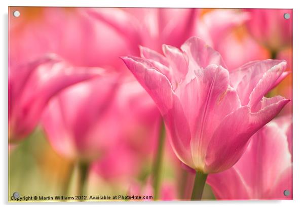Pink Tulips Acrylic by Martin Williams