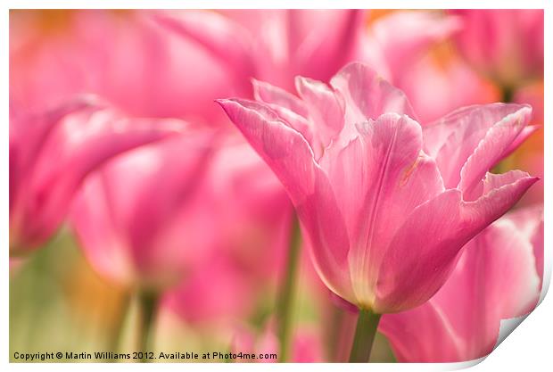 Pink Tulips Print by Martin Williams