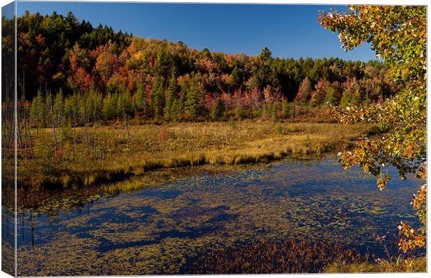 Fall colors in  New Hampshire Canvas Print by Thomas Schaeffer