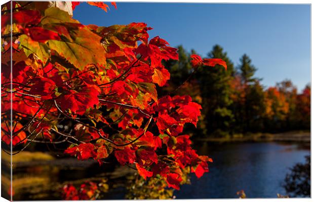 Fall colors of New Hampshire Canvas Print by Thomas Schaeffer