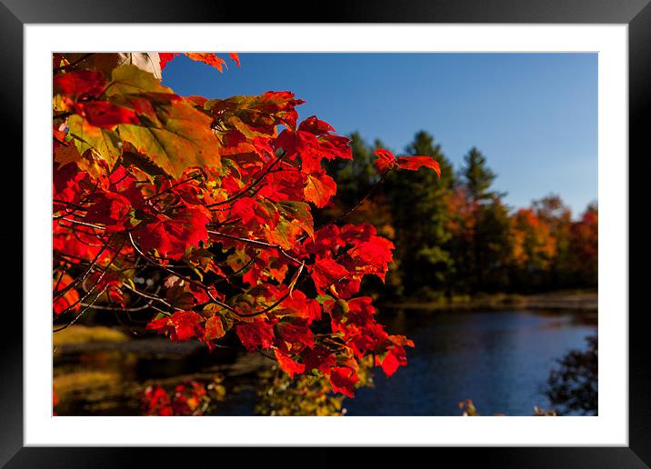 Fall colors of New Hampshire Framed Mounted Print by Thomas Schaeffer