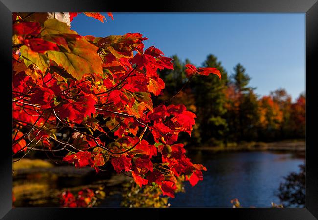 Fall colors of New Hampshire Framed Print by Thomas Schaeffer