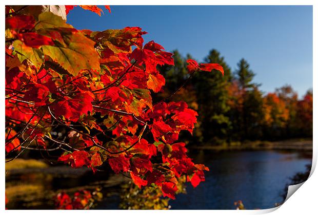 Fall colors of New Hampshire Print by Thomas Schaeffer