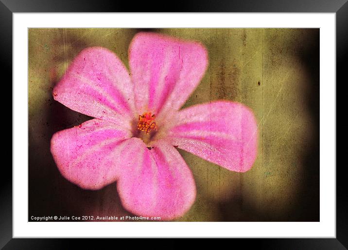 Pink Flower Framed Mounted Print by Julie Coe