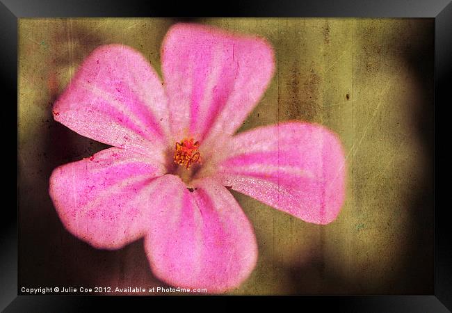 Pink Flower Framed Print by Julie Coe