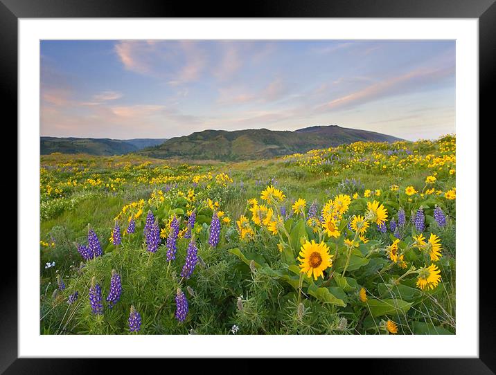 Meadow Of Spring  Framed Mounted Print by Mike Dawson