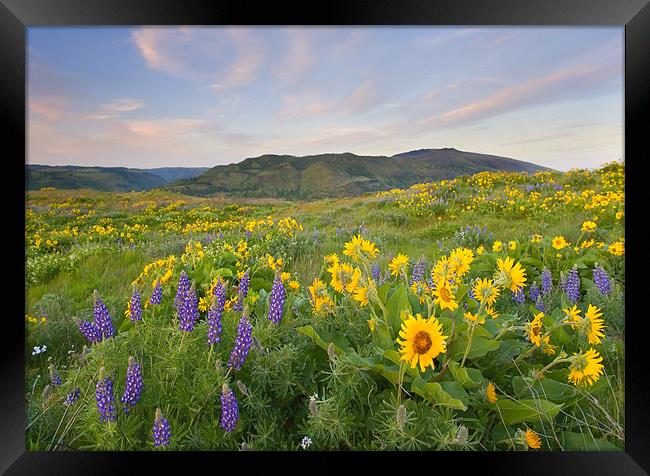 Meadow Of Spring  Framed Print by Mike Dawson