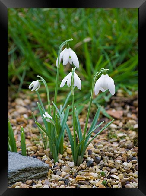Snowdrops Framed Print by eric carpenter