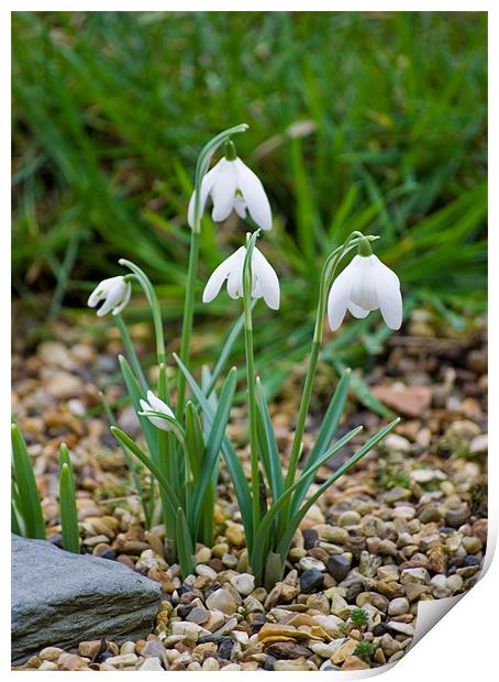 Snowdrops Print by eric carpenter