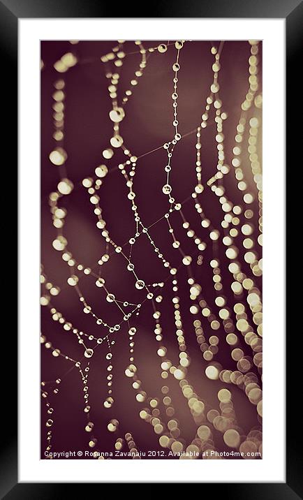 Natures Webs. Framed Mounted Print by Rosanna Zavanaiu