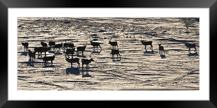 Reindeer herd Framed Mounted Print by mark humpage