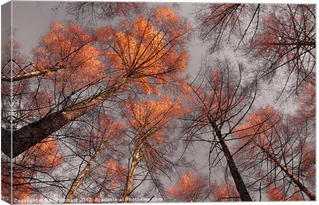 Trees at Beamish Woods Canvas Print by Ray Pritchard