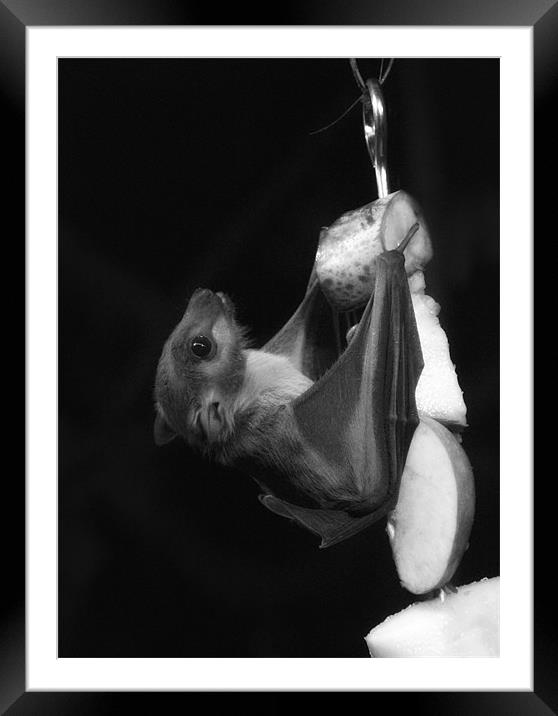 Egyptian Fruit Bat (Monochrome) Framed Mounted Print by Sandi-Cockayne ADPS