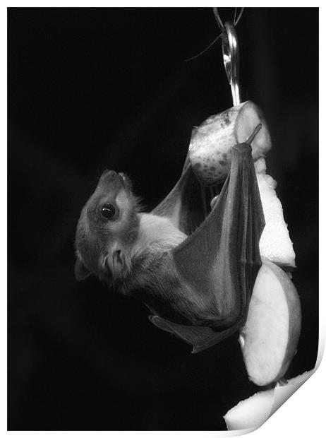 Egyptian Fruit Bat (Monochrome) Print by Sandi-Cockayne ADPS