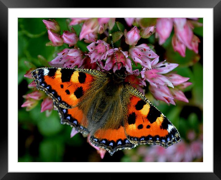 Butterfly fly Framed Mounted Print by Shaun Cope