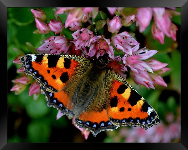 Butterfly fly Framed Print by Shaun Cope