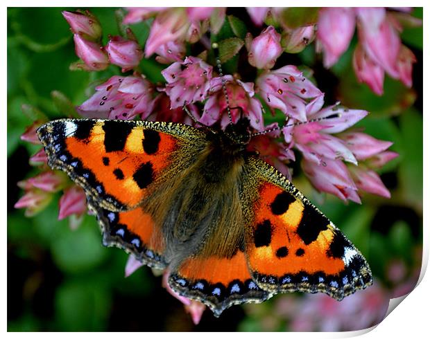 Butterfly fly Print by Shaun Cope