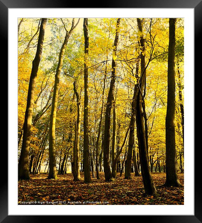 Autumn Light Framed Mounted Print by Nigel Bangert