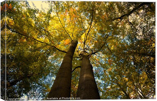 Canopy of Leaves Canvas Print by Nigel Bangert