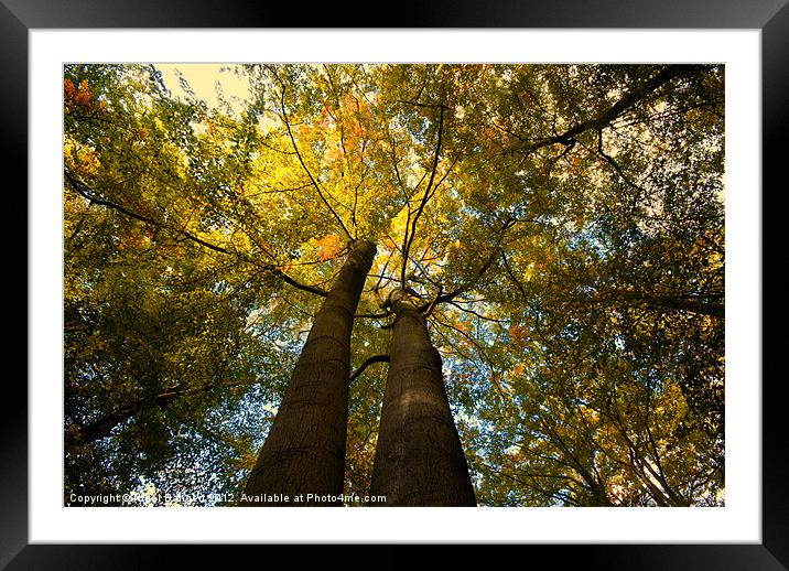 Canopy of Leaves Framed Mounted Print by Nigel Bangert