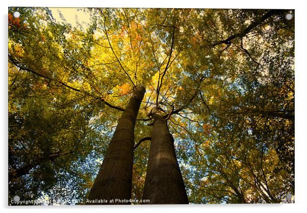 Canopy of Leaves Acrylic by Nigel Bangert